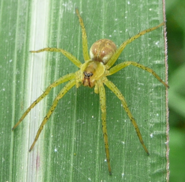 Dolomedes sp.